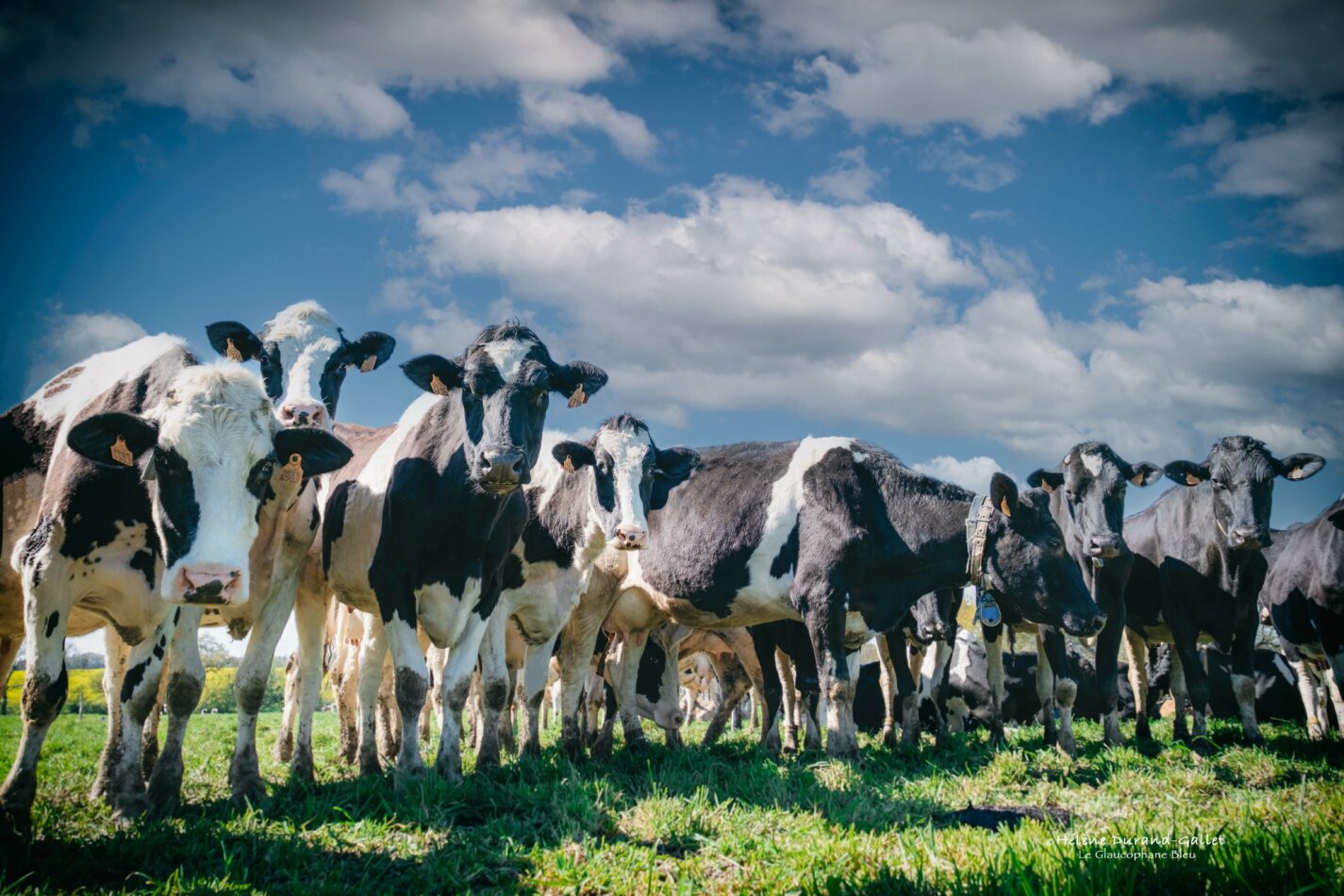 vaches de la ferme lait pres verts