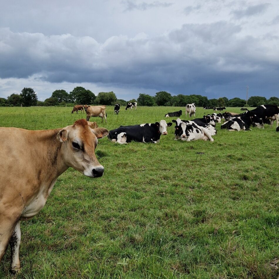 beurre à partir du lait de nos vaches élevées en agriculture biologique