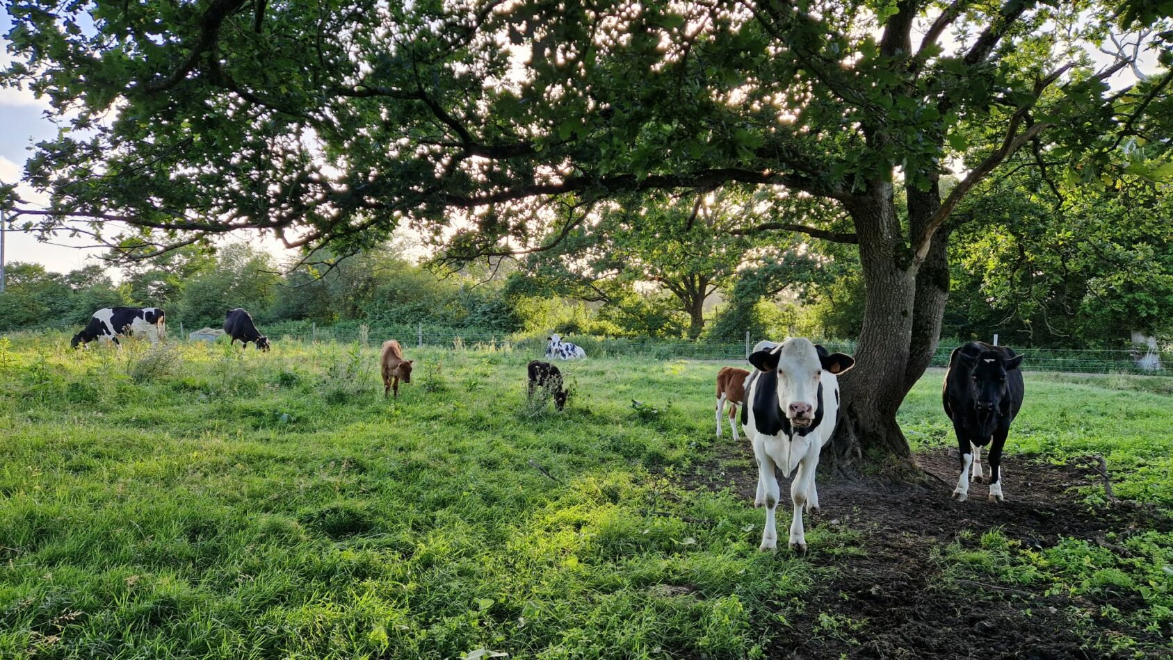 Vaches au pâturage sous un chêne à la ferme