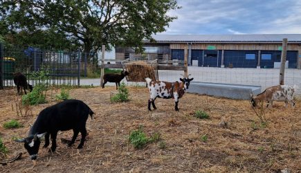 visite de ferme à guérande